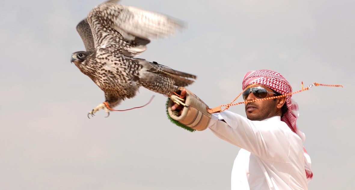 Falconry