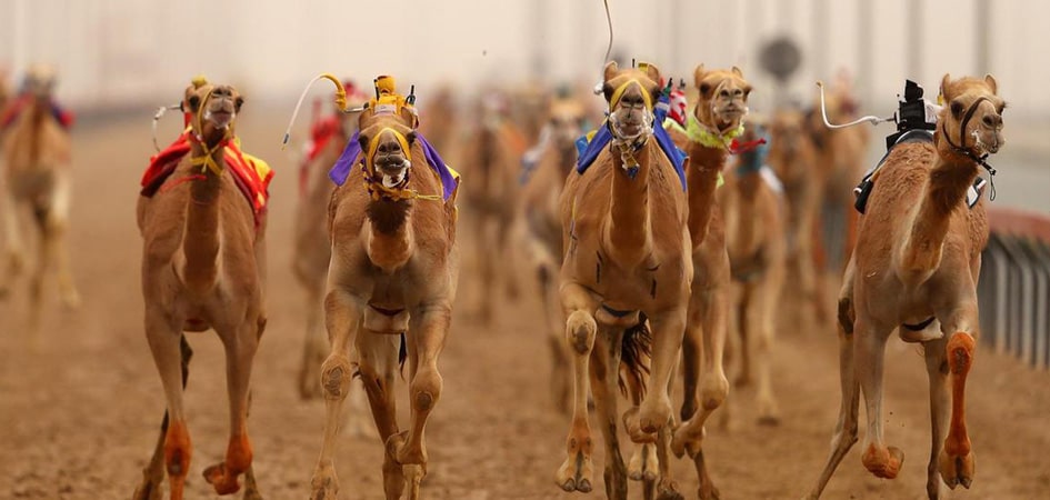 camel racing