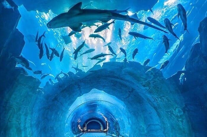 Dubai Mall Aquarium tunnel