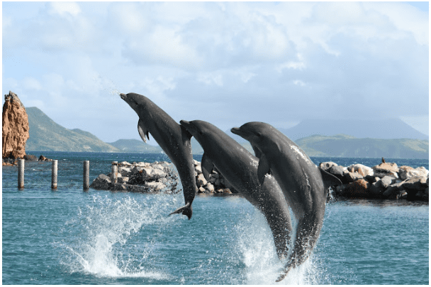 shore excursions in Saint Kitts