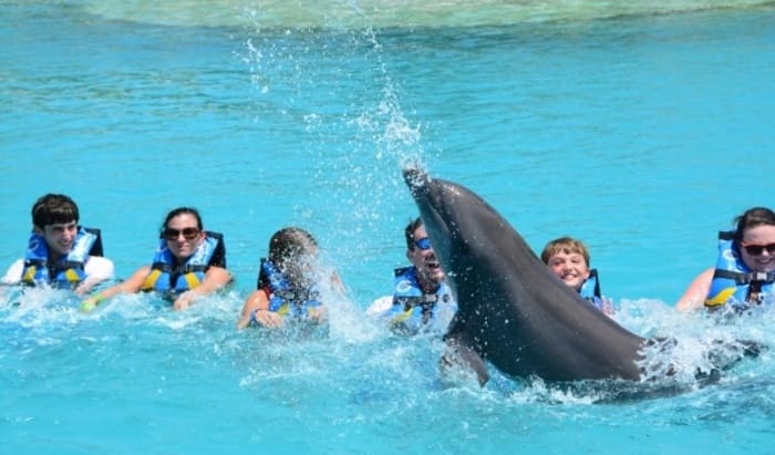 Discover the Magic of Swimming with Dolphins in Grand Cayman